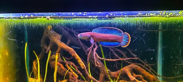 Tham Khảo 1 Số Mẫu Cá Lóc Kiểng Đẹp Tại Việt Nam: