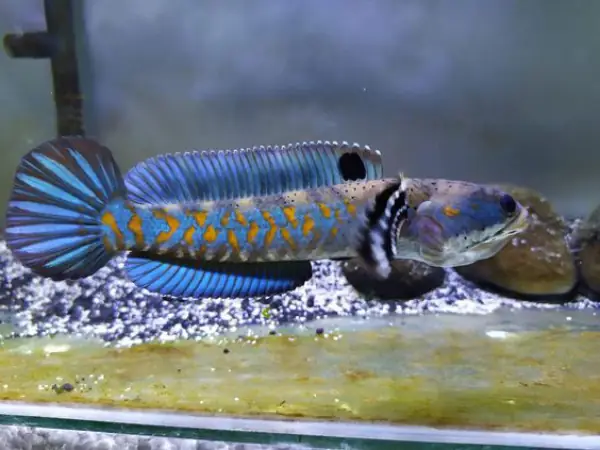 Tham Khảo 1 Số Mẫu Cá Lóc Kiểng Đẹp Tại Việt Nam: