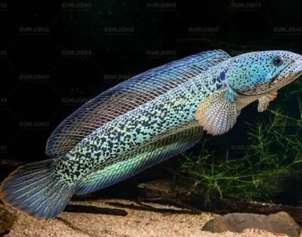 Tham Khảo 1 Số Mẫu Cá Lóc Kiểng Đẹp Tại Việt Nam: