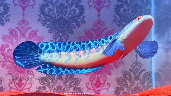 Tham Khảo 1 Số Mẫu Cá Lóc Kiểng Đẹp Tại Việt Nam: