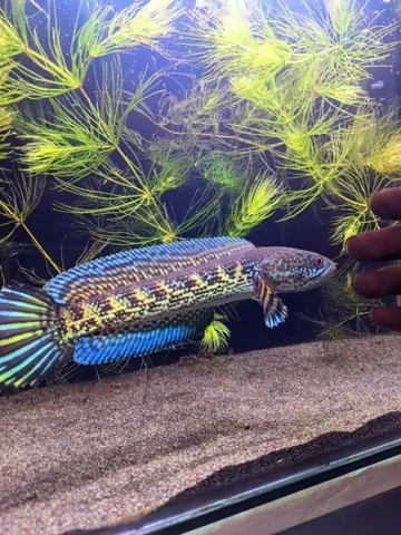 Tham Khảo 1 Số Mẫu Cá Lóc Kiểng Đẹp Tại Việt Nam: