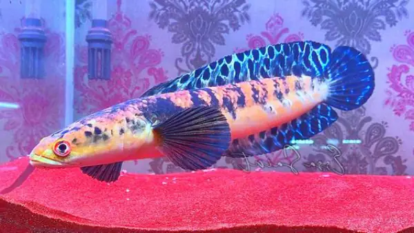 Tham Khảo 1 Số Mẫu Cá Lóc Kiểng Đẹp Tại Việt Nam: