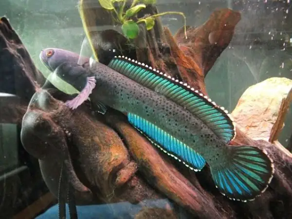 Tham Khảo 1 Số Mẫu Cá Lóc Kiểng Đẹp Tại Việt Nam: