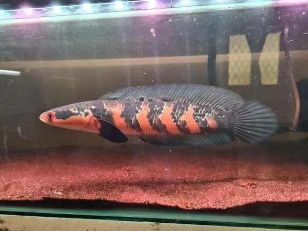 Tham Khảo 1 Số Mẫu Cá Lóc Kiểng Đẹp Tại Việt Nam: