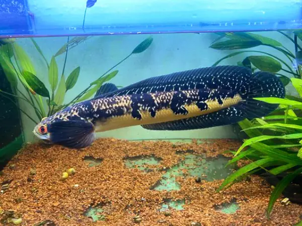 Tham Khảo 1 Số Mẫu Cá Lóc Kiểng Đẹp Tại Việt Nam: