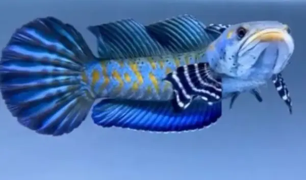 Tham Khảo 1 Số Mẫu Cá Lóc Kiểng Đẹp Tại Việt Nam: