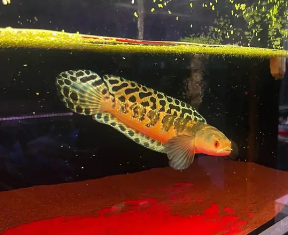 Tham Khảo 1 Số Mẫu Cá Lóc Kiểng Đẹp Tại Việt Nam: