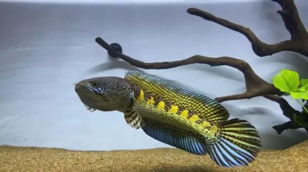 Tham Khảo 1 Số Mẫu Cá Lóc Kiểng Đẹp Tại Việt Nam: