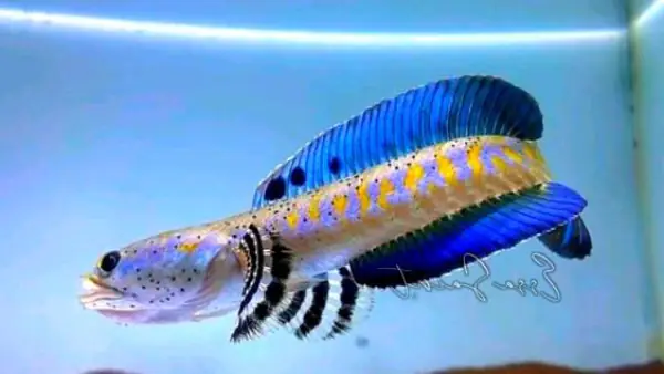 Tham Khảo 1 Số Mẫu Cá Lóc Kiểng Đẹp Tại Việt Nam: