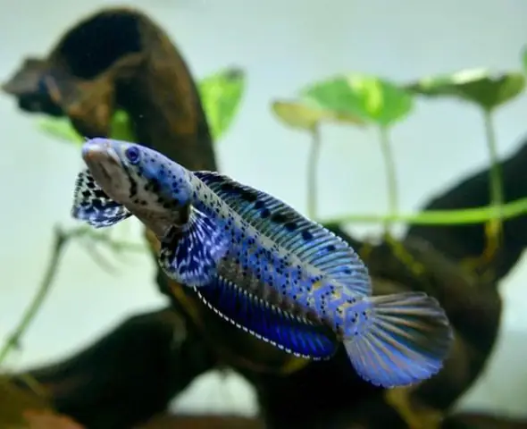 Tham Khảo 1 Số Mẫu Cá Lóc Kiểng Đẹp Tại Việt Nam: