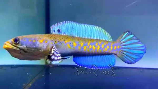 Tham Khảo 1 Số Mẫu Cá Lóc Kiểng Đẹp Tại Việt Nam: