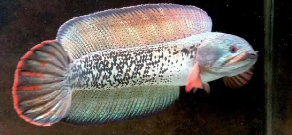 Tham Khảo 1 Số Mẫu Cá Lóc Kiểng Đẹp Tại Việt Nam: