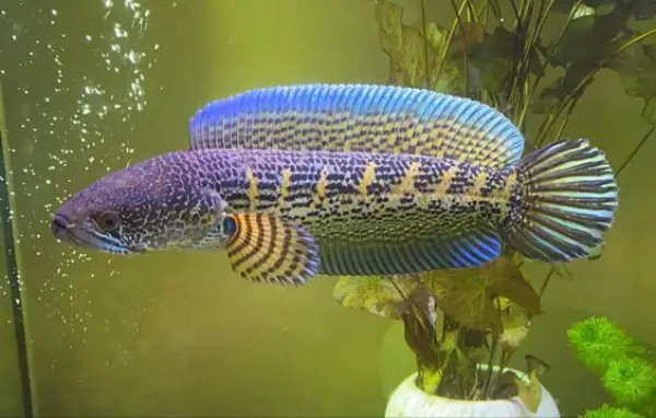 Tham Khảo 1 Số Mẫu Cá Lóc Kiểng Đẹp Tại Việt Nam: