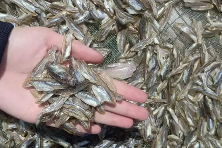 Cá Lòng Tong Và Những Lợi Ích Bất Ngờ Cho Sức Khỏe