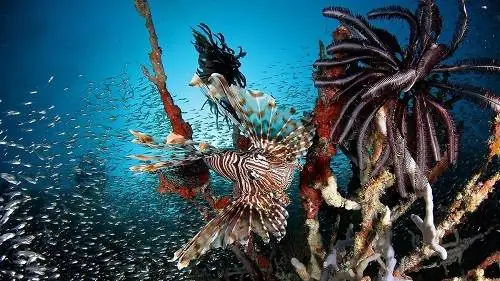 Bể Nuôi Cá Sư Tử