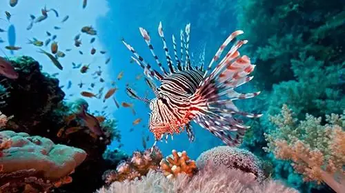 Mật Độ Nuôi Cá Mao Tiên