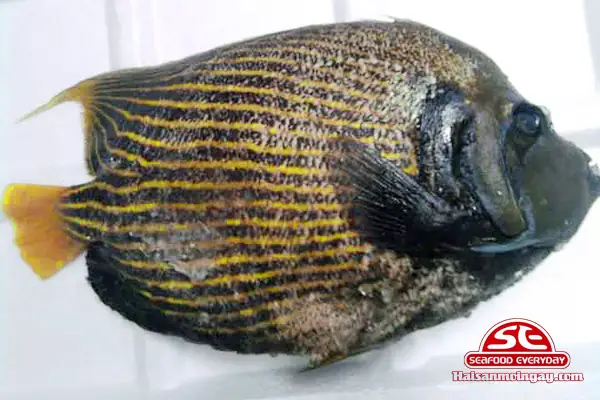 Cá Nanh Heo | Hải Sản Mỗi Ngày