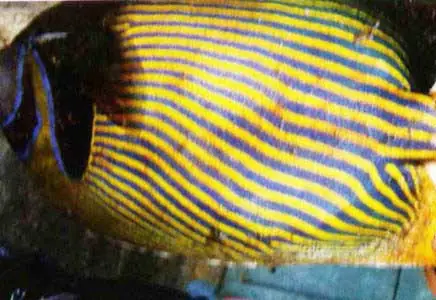 Giá Cá Nanh Heo Bao Nhiêu Tiền 1kg Tại Tphcm