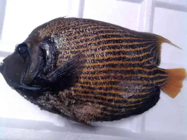 Giá Cá Nanh Heo Bao Nhiêu Tiền 1kg Tại Tphcm