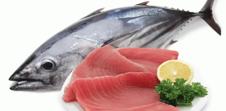 Cá Ngừ Vây Xanh – Loài Cá Đắt Đỏ Hàng Đầu Thế Giới Cá Ngừ Vây Xanh – Loài Cá Đắt Đỏ Hàng Đầu Thế Giới