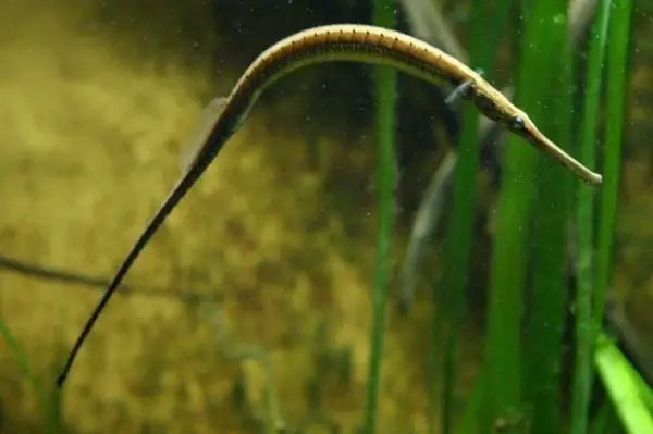 Giá Trị Kinh Tế Của Cá Ngựa Nước Ngọt Giá Trị Kinh Tế Của Cá Ngựa Nước Ngọt