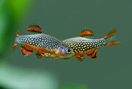 Giá Cá Ngựa Vằn Bao Nhiêu? Bảng Giá & Bí Mật Định Giá Chi Tiết Nhất Giá Cá Ngựa Vằn Bao Nhiêu? Bảng Giá & Bí Mật Định Giá Chi Tiết Nhất