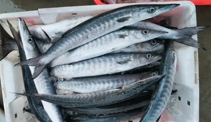 Chi Cá Nhồng Là Cá Gì? Công Dụng Và Các Món Ăn Ngon Từ Cá Nhồng