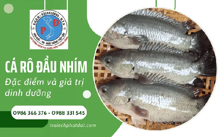 Cá Rô Đầu Nhím - Đặc Điểm Nổi Bật Và Giá Trị Dinh Dưỡng