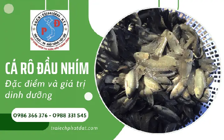 Một Số Điều Cần Lưu Ý Khi Sử Dụng Cá Rô Đầu Nhím