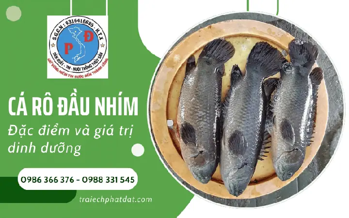 Đặc Điểm Sinh Học Của Giống Cá