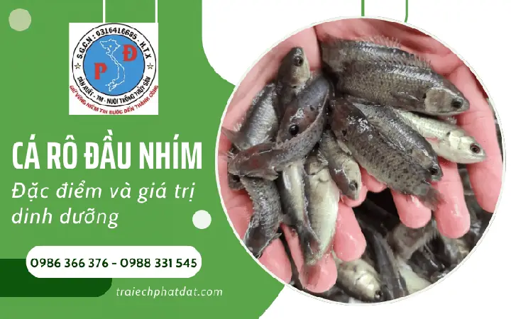 Các Biện Pháp Bảo Vệ Giống Cá Rô Đầu Nhím