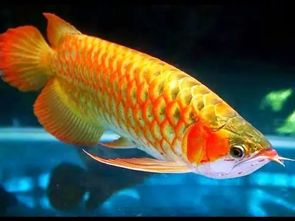 Giá Cá Rồng Bột: Cẩm Nang Toàn Diện Về Chăm Sóc, Dinh Dưỡng Và Thị Trường