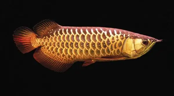 Tổng Hợp Các Mẫu Cá Rồng Đẹp Tại Việt Nam: