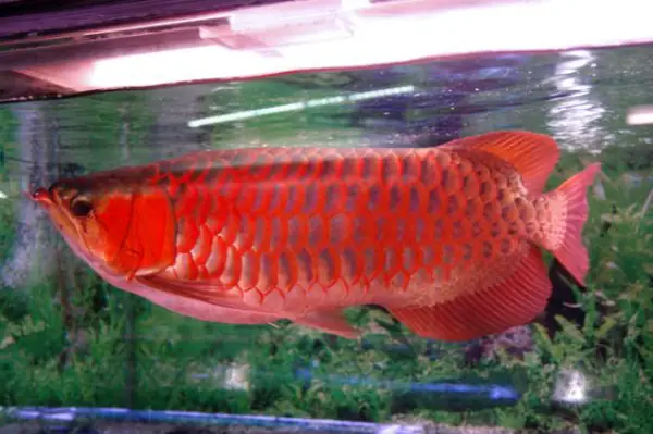 Tổng Hợp Các Mẫu Cá Rồng Đẹp Tại Việt Nam: