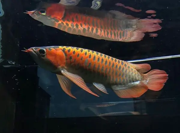 Tổng Hợp Các Mẫu Cá Rồng Đẹp Tại Việt Nam: