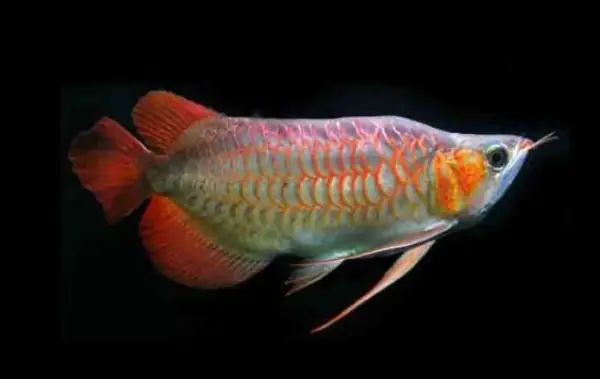 Tổng Hợp Các Mẫu Cá Rồng Đẹp Tại Việt Nam: