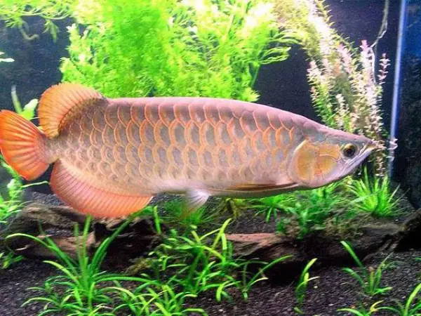 Tổng Hợp Các Mẫu Cá Rồng Đẹp Tại Việt Nam: