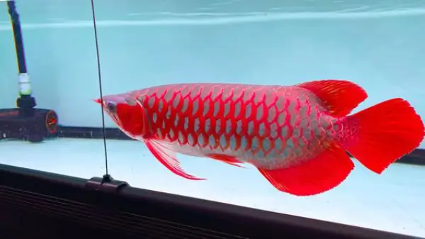 Tổng Hợp Các Mẫu Cá Rồng Đẹp Tại Việt Nam: