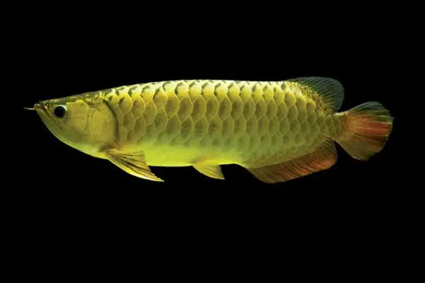 Tổng Hợp Các Mẫu Cá Rồng Đẹp Tại Việt Nam: