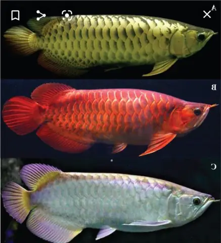 Tổng Hợp Các Mẫu Cá Rồng Đẹp Tại Việt Nam: