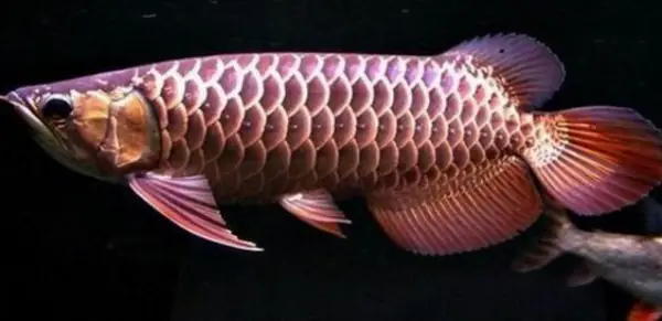 Tổng Hợp Các Mẫu Cá Rồng Đẹp Tại Việt Nam: