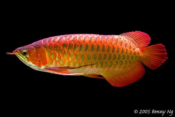 Tổng Hợp Các Mẫu Cá Rồng Đẹp Tại Việt Nam: