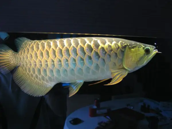 Tổng Hợp Các Mẫu Cá Rồng Đẹp Tại Việt Nam: