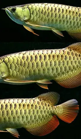 Tổng Hợp Các Mẫu Cá Rồng Đẹp Tại Việt Nam: