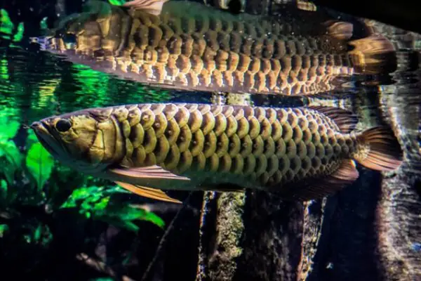 Tổng Hợp Các Mẫu Cá Rồng Đẹp Tại Việt Nam: