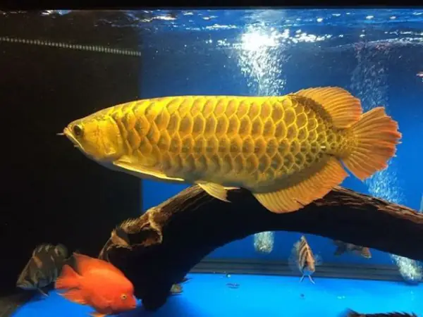 Tổng Hợp Các Mẫu Cá Rồng Đẹp Tại Việt Nam: