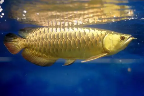 Tổng Hợp Các Mẫu Cá Rồng Đẹp Tại Việt Nam: