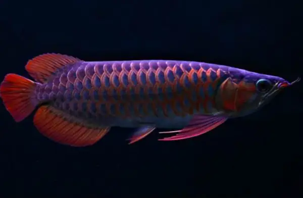 Tổng Hợp Các Mẫu Cá Rồng Đẹp Tại Việt Nam: