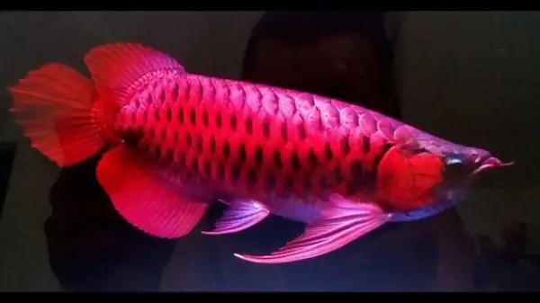 Tổng Hợp Các Mẫu Cá Rồng Đẹp Tại Việt Nam: