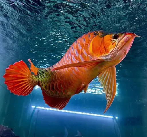 Tổng Hợp Các Mẫu Cá Rồng Đẹp Tại Việt Nam: